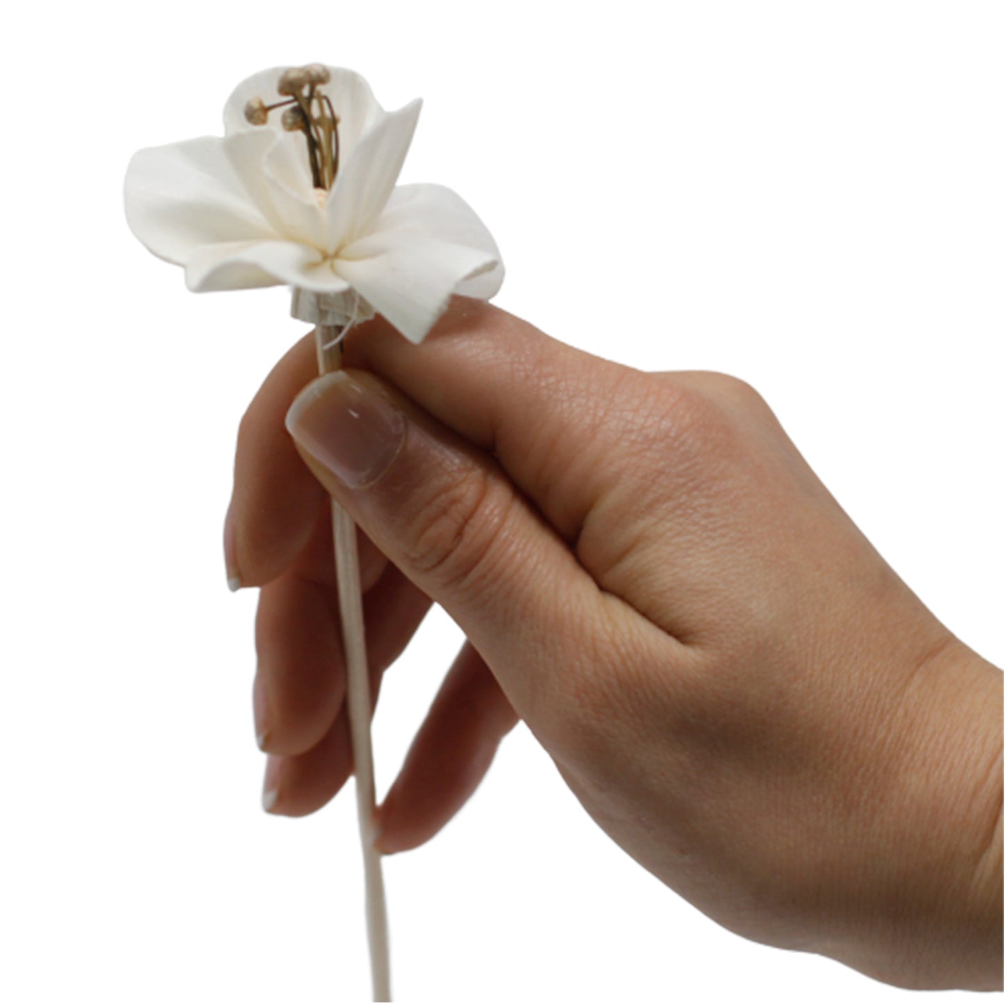 Flores difusoras naturais - Lírio sobre junco