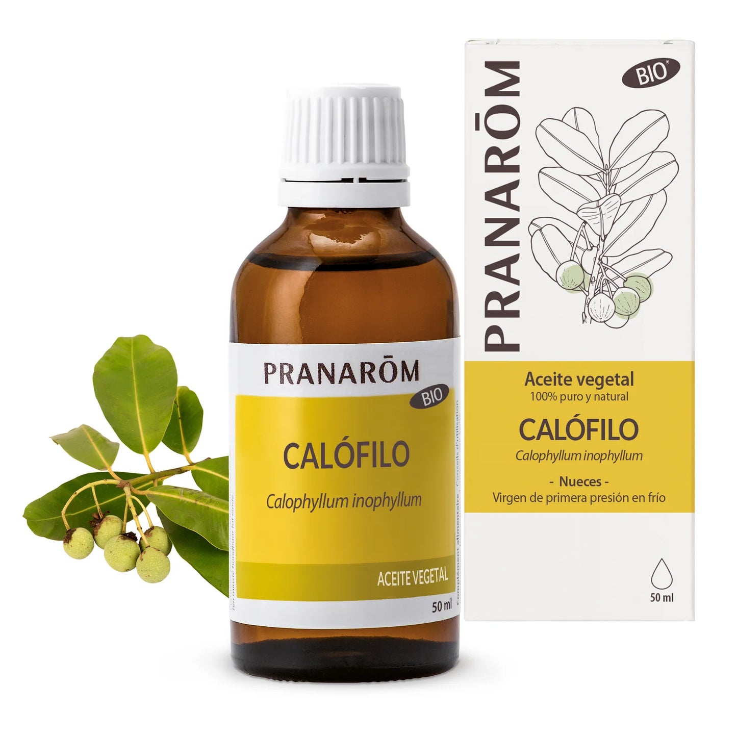 Óleo Vegetal de Calófilo BIO | 50 ml - PRANARÔM